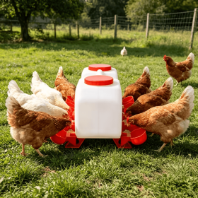 Semi-Automatic Chicken Waterer Cups Water Dispenser With10 Packs Large Chicken Water Feeder, Poultry Waterer Suitable for Duck, Chicks, Goose, Turkey