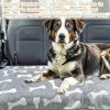 Dog Blankets for Dogs, 3 Pack Dog Blanket Washable 23" x 16", Fuzzy Soft Pet Mat Throw Cover for Kennel Crate Bed, Cute Paw Pattern, Cat Blanket